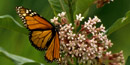 Monarch Butterfly - US Fish and Wildlife Service Photo
