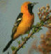 Oriole