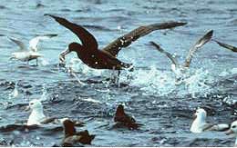 Short-tailed albatross grabbing bait