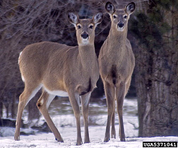 Photo: Two white tailed deer