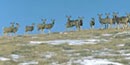 wintering mule deer