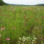 Native grassland restoration at the Hopewell Mound Group.