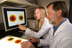 Photo: Scientists studying images of a fungus for orange pigment. Link to photo information