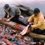 Local resident Homer Mellickand Nick Holstrum harvesting red salmon at Brooks Camp in 1960.