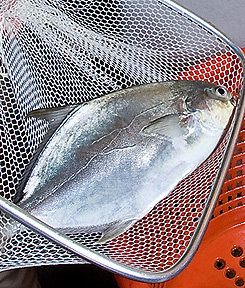 Photo: Pompano fish in a net.