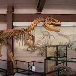 Dinosaur Quarry visitor center exhibits