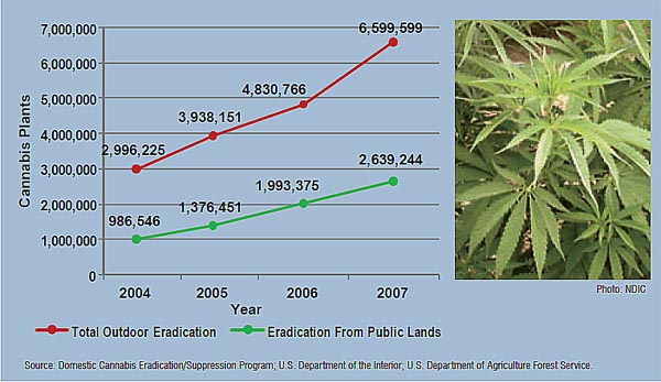 Graph showing the number of outdoor cannabis plants eradicated nationally, for the years 2004-2007, broken down by year.
