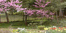 photo of Margaret's flower garden located northwest of the main house