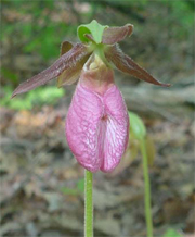 Pink Lady Slipper