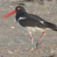 American Oystercatcher