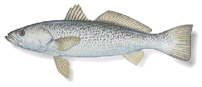 weakfish icon