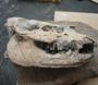 Fossil mammal skull, NMMNH