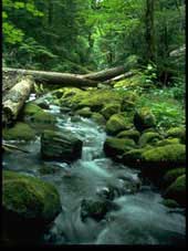 Shady stream with water flowing over moss covered rocks