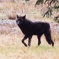 Black wolf standing