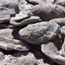 fossil clam shells