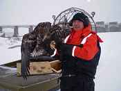 Upper Mississippi River Refuge Assistant Manager Tony Batya holding the rescued eagle.
- USFWS photo
