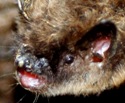 See something? We'd like to hear from you. Follow this link to report sick-acting and dead bats.
