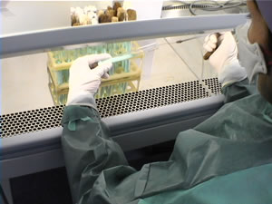 A lab technician works with Tuberculosis bacteria under the protection of a testing cabinet funded by USAID at the new Bacteriological Laboratory of Belgorod
