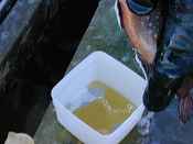 Service staff spawning the Tobin Harbor coasters during their spawning run to collect new gametes from the wild population.