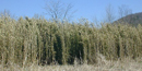 thick stand of rivercane, which looks like bamboo.