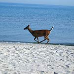 whitetail deer running on sandy beach next to large lake