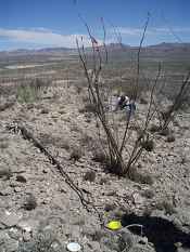 Dr. Minckley Setting-up Bowl Traps.  Photo taken by M. Koole, 3/18/2009, Cochise County, AZ