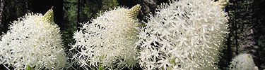 Bear grass