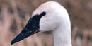 Close-up of trumpeter swan head