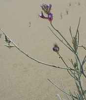 Peirson's milk vetch flowering at Algodones Dunes, California. (USFWS Photo)