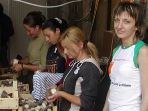 Sorting through freshly-picked mushrooms at Kleka