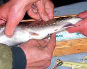 PIT Tag being inserted into a coaster brook trout
