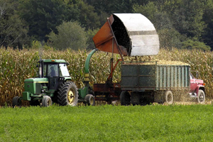 Harvesting corn.