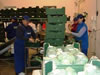 Packaging broccoli at 'Tajfun' the largest Polish importer of fresh fruits and vegetables.