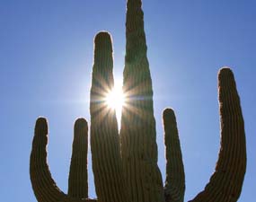 Towering Saguaro