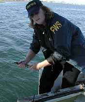 Special Agent Lisa Nichols returns a leopard shark pup seized by agents from an out of state pet dealer to the ocean. (USFWS Photo)Listen & read the National Public Radio story on the Web at: http://www.npr.org/templates/story/story.php?storyId=7379593 