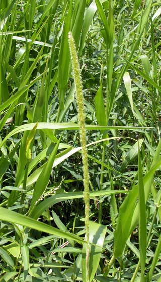 West Indian Marsh Grass