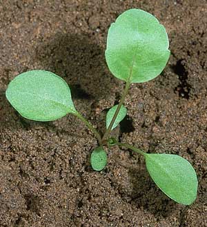 Perennial pepperweed