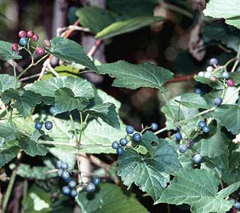 Porcelainberry Vine