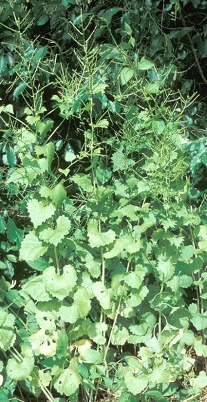 Garlic Mustard