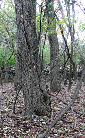 Amur corktree