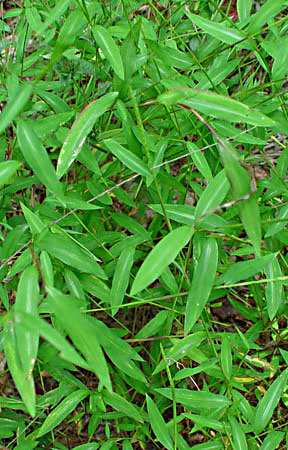 Japanese stiltgrass