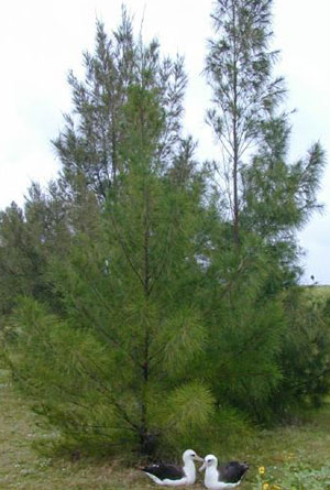 Australian Pine