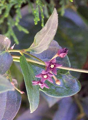 Black Swallow-wort