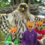 Kids at HawkWatch