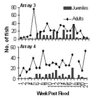Figure 5: Visual-sample data from arrays 3 & 4 showing the pattern of juvenile recruitment. 