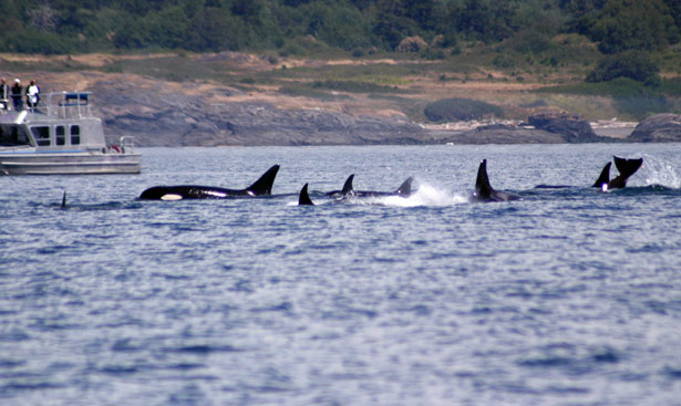 Southern Resident killer whales in Puget Sound