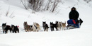 Musher on the Yukon Quest Dogsled Race