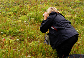 photographing wildflowers