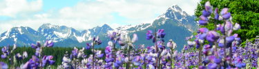 Lupine blooming near Bartlett Cove