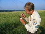 Shiawassee National Wildlife Refuge; David Peters works to remove a female red-winged blackbird from a mist net.
- FWS photo by Steven Kahl